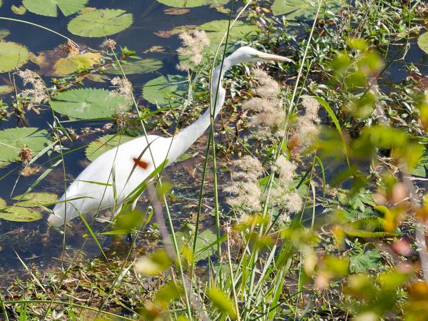 <h3><a href="/trips/safari/biota/animalia/chordata/aves/015 pelecaniformes/002 ardeidae/ardea alba/ardea alba-en.html">Ardea&nbsp;alba</a> / Great&nbsp;egret / Grote&nbsp;zilverreiger</h3>OM-1 Mark II with OLYMPUS M.150-400mm F4.5, 1/2000 sec at F4.5, ISO 640, distance 32.1&nbsp;m